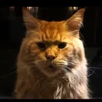 Perry - @perry_mainecoon - Instagram
