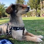 Perry Manuel🐶 - @soy_perry1 - Instagram