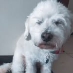 mayoneso - @perry.mayoneso - Instagram