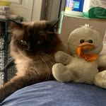 Rhagnar Lancelot-Perry McCoy - @rhagnarvonkittenbrook - Instagram