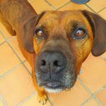Perry Morgan - @perrymorgan_thedog - Instagram