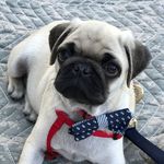Perry Parks - @perry_the_pug1 - Instagram