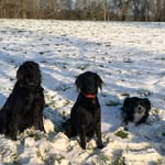 Perry, Purdy and Mossy Payne - @thepaynepups.xo - Instagram