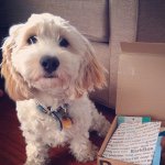 Perry Ryan - @adogintheapple - Instagram