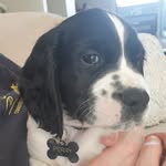 Perry - @the_perry_springer_show - Instagram