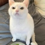 Perry Stone - @pearston3 - Instagram