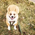 Angela Perry Walton - @w3corgi - Instagram