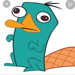 Perry weaver - @theperryytheplatypus - Instagram