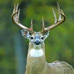 Perry Weaver - @perry.weaver.311 - Instagram