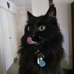 Peta Rogers - @tinkerbelltrickster - Instagram