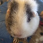 Peta Rogers - Facebook