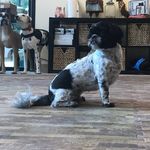 Pete Louis Archer - @littleshihtpete - Instagram