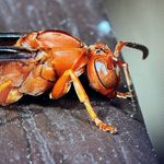 Pete Barron - @santaslens - Instagram