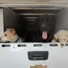 Pete the Bowman - @pete.the.bowman - TikTok