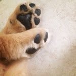 Pete & Brady - @pete_brady_goldenboys - Instagram