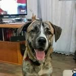 Pete Buchanan - @elkhunterpete - Instagram