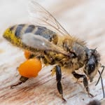 Pete Clarke - @beekeepingwithpete - Instagram