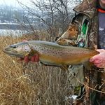 Peter Collier - @pistolpete710 - Instagram