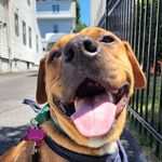Pete Conway - @pete_conway_thedog - Instagram