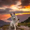 petecost - @petecost0 - TikTok