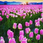Peter Crossman - @pete_cross_man - Instagram