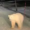 pete - @petedashef - TikTok