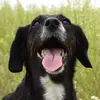 Pete Dean - @pete.dean4 - TikTok