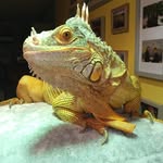 Pete Dennis - @pete.dennis.376 - Instagram