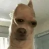 Peter DeRose - @roastmaster43 - TikTok