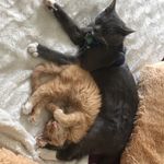 Kat Colding - @pete.lionel.dexter - Instagram