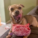Lucy - @dexter.pete.rosie - Instagram