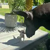 Pete & Dexter - @pete.and.dexter - TikTok