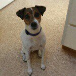 Pete and dexter - @pete.and.dexter.dog - Instagram