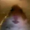 Peter Dorr - @hamstergang2.49 - TikTok