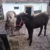 peterdorr - @peterdorr4 - TikTok