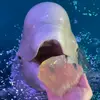 Random Things🇬🇧 - @petfeedings - TikTok