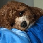 Peter Farley - @peter.farley.106 - Instagram