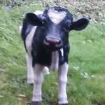 Pete Farmer - @farmer1505 - Instagram