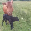 Pete - @farmerpete66 - TikTok