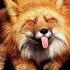 Pete Fox - @petefoox - TikTok
