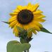 Pete Gardner - Facebook