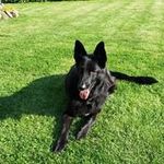 Pete  gibson - @ginsonwilliam - Instagram