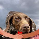 Pete Hancock - @chewbacca1962 - Instagram