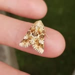 Peter Haynes - @petehaynes212 - Instagram