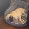 Pete - @petethepug - TikTok