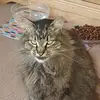 peterhewitt - @peterhewitt595 - TikTok