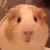 HoodFave_PEte - @hoodfave_pete - TikTok