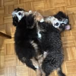 Pete & Irving Peyser - @the.berne.brothers - Instagram