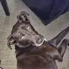 pedroc - @petelandoni - TikTok