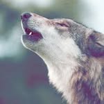 Peter Lindgren - @pete.lind - Instagram